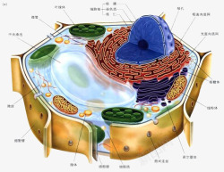 彩色医学细胞结构图素材