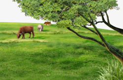 非洲草原牛绿色繁茂背景素材