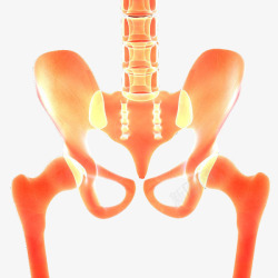 尾骨X光骨盆关节透视图高清图片