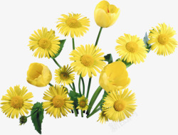 黄色菊花花朵花丛素材