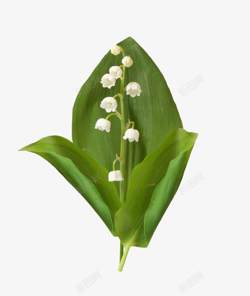 绿叶包白花png免抠素材_88icon https://88icon.com 免抠PNG 包 包元宵png图片 图片素材 白花 绿叶