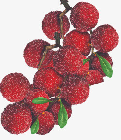 新鲜唯美精美水果杨梅树叶天然素材
