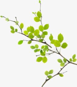 清新春季绿色树叶装饰素材