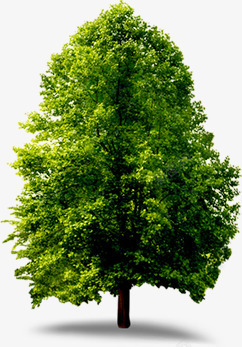 春季环保植树节大树素材