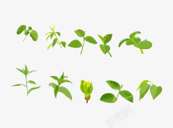 不同形状不同形状的茶树叶矢量图高清图片