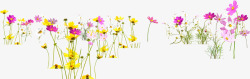 春季粉黄色花朵植物素材