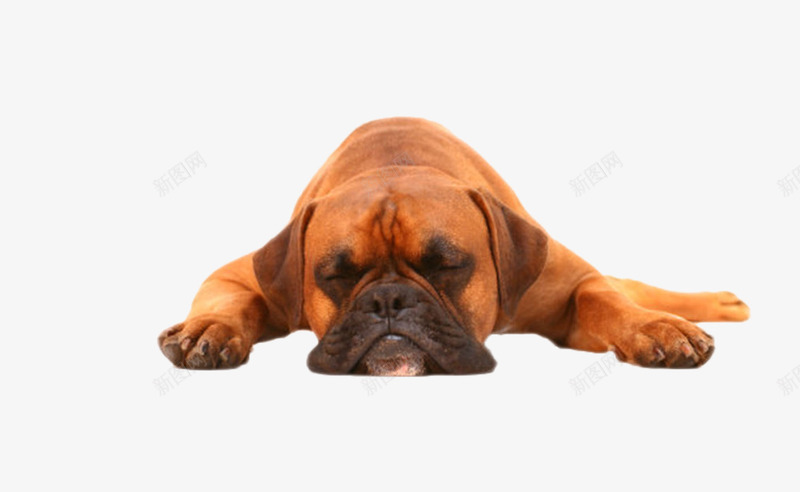 棕色躺着的狗动物png免抠素材_88icon https://88icon.com 人类朋友 免扣 免费下载 动物 宠物 生物 睡觉 躺着 躺着的狗