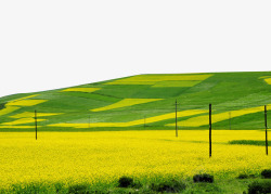 黄色草坪油菜花背景素材