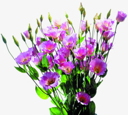 淡雅紫色鲜花装饰素材
