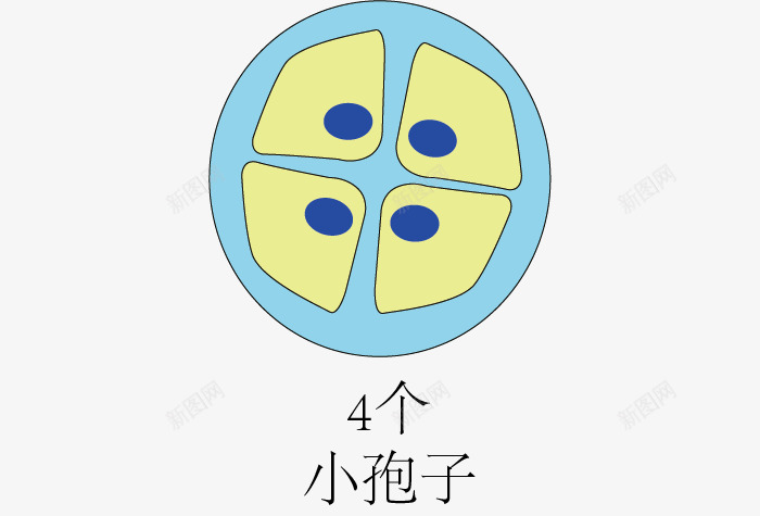 被子华粉发育过程png免抠素材_88icon https://88icon.com 实验 小孢子 教学 生物 被子华粉发育过程