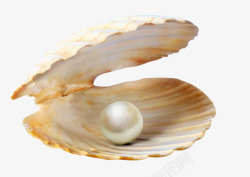 珍珠贝珍珠贝壳高清图片
