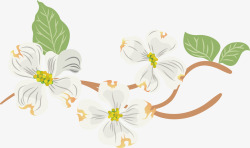 花卉树枝水彩白色梨花矢量图高清图片