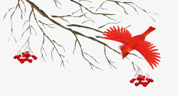 红鸟手绘树枝小红鸟和山楂高清图片