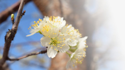 春天樱花摄影背景元素之三素材
