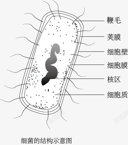 细菌结构示意图png免抠素材_88icon https://88icon.com 手绘 生物教学 示意图 细胞结构 细菌结构