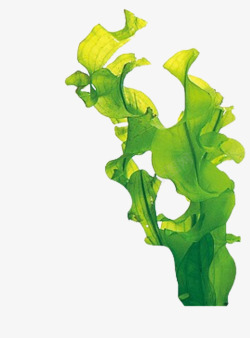 手绘藻类卡通绿叶装饰手绘文艺小清新海藻高清图片