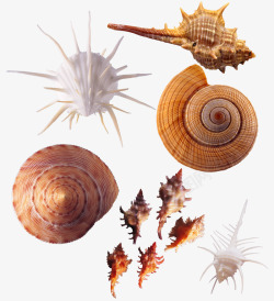 蜗牛大海螺蜗牛海螺元素高清图片