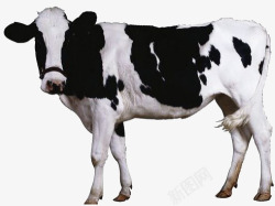 奶牛斑点黑白斑点奶牛高清图片