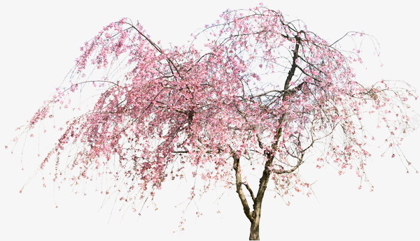 桃树png免抠素材_88icon https://88icon.com 桃树 桃花林 植物 笔刷 素材 花朵 花瓣