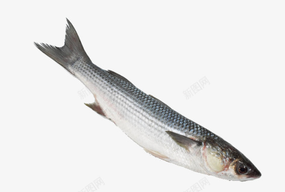一条鲻鱼图标图标