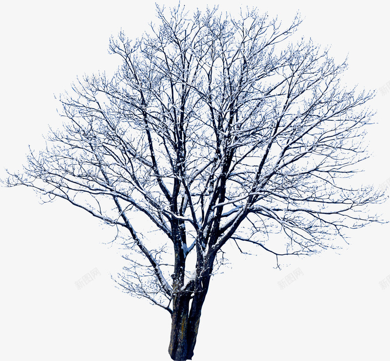 创意合成摄影冬天的树木造型png免抠素材_88icon https://88icon.com 冬天 创意 合成 摄影 树木 造型