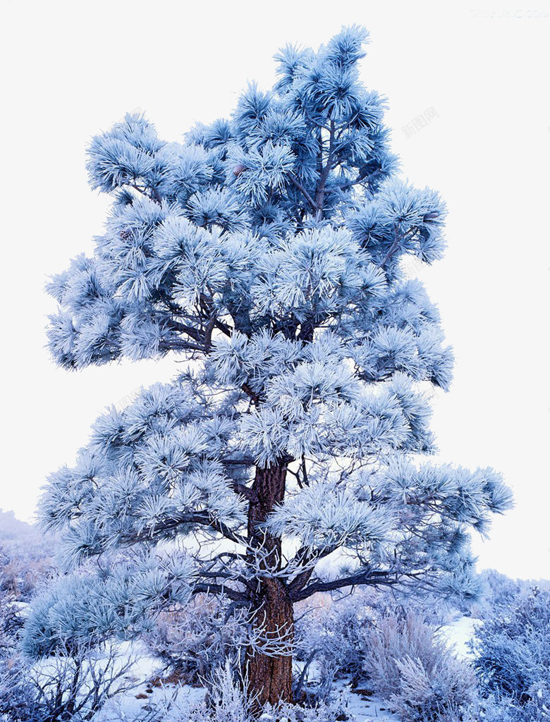 积雪的树png免抠素材_88icon https://88icon.com 冬天素材 树 白色 雪 雪景