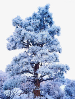 积雪的树素材