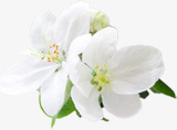 白色唯美春天花朵美景装饰清新素材