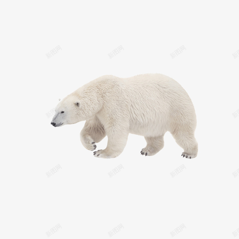 北极熊png免抠素材_88icon https://88icon.com 熊 白色 肉食动物