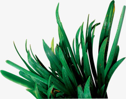 花卉效果创意绿色的草本植物花卉效果高清图片