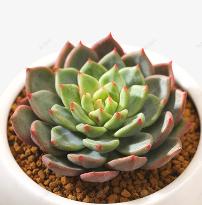 观音莲多肉植物青苹果盆栽png免抠素材_88icon https://88icon.com 可爱 多肉植物 盆栽 精品 绿植 观音莲 青苹果盆栽
