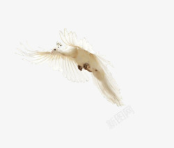 白翅膀飞翔的白孔雀高清图片