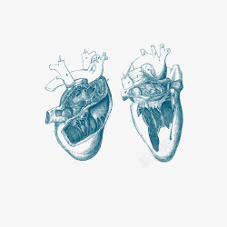 手绘心脏血管素材