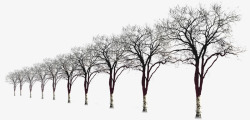 摄影冬天的树木造型合成素材