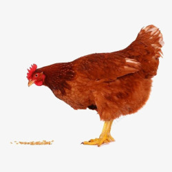 纯草食性动物母鸡元素高清图片