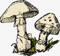 草地上两个蘑菇素材
