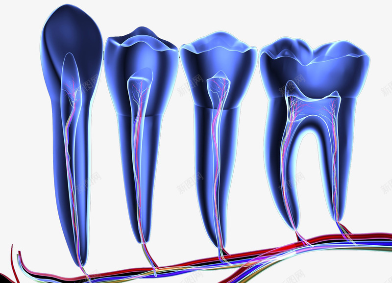 牙齿神经透视图png免抠素材_88icon https://88icon.com 人体结构 医疗插图 牙疼 牙齿神经 透视图