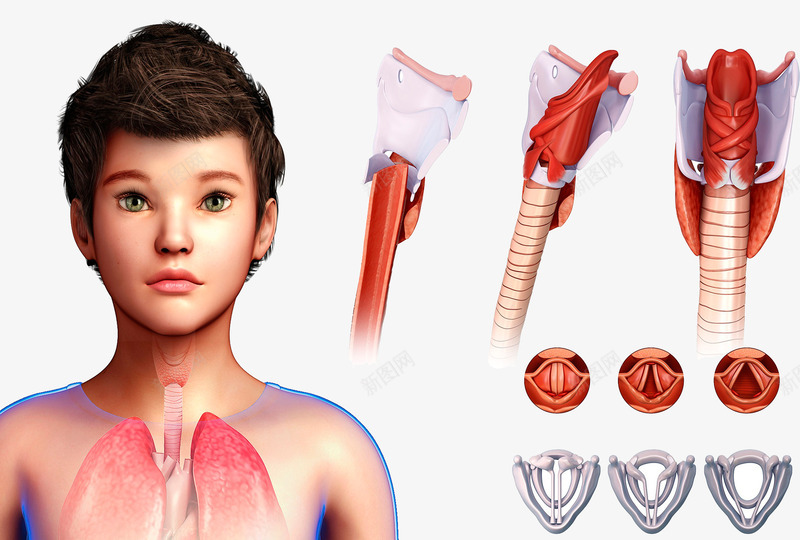 儿童呼吸系统插图psd免抠素材_88icon https://88icon.com 儿童 呼吸系统 气管 甲状腺 肺部