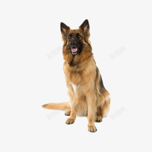 坐着的警犬png免抠素材_88icon https://88icon.com 军犬 动物 宠物 宠物素材 小狗 忠犬 警犬