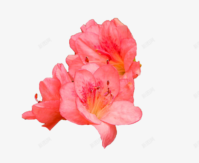 三朵红色杜鹃花瓣花蕊实物png免抠素材_88icon https://88icon.com 三朵杜鹃花 唯美 实物抠图 斑点 杜鹃花瓣 红色花 花瓣 花蕊 黄色芯
