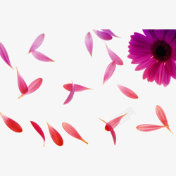 平铺花瓣玫红散落花瓣元素高清图片