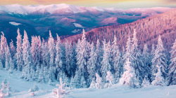 冬天美景雪山树木素材