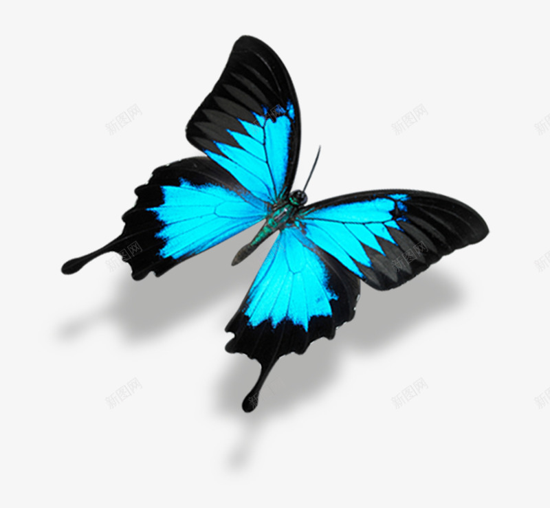 绿叶相框植物相框png免抠素材_88icon https://88icon.com PSD 向日葵边框 树叶边框 植物相框 清新绿色相框边框 绿叶相框 藤蔓相框 鲜花相框