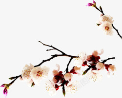 粉色春季桃花树枝素材