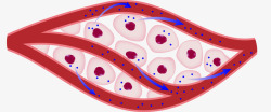 生物细胞分裂素材