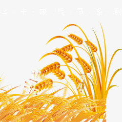立夏中国风二十四节气小满金色稻谷小清新海高清图片