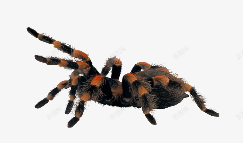 蜘蛛动物png免抠素材_88icon https://88icon.com 动物 害虫 昆虫 爬行动物 生物 蜘蛛