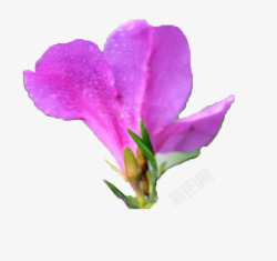 一朵绽放的紫色杜鹃花背影素材