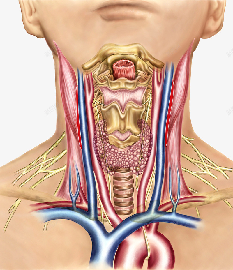 甲状腺内分泌系统psd免抠素材_88icon https://88icon.com 内分泌系统 医疗插图 激素分泌 甲状腺