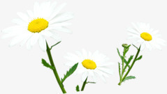 手绘白色清新春季花朵装饰素材